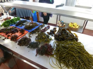 Algen gesammelt auf Inishmore, Seaweed week