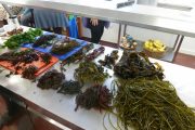 Seaweed cooking with Prannie Rhatigan