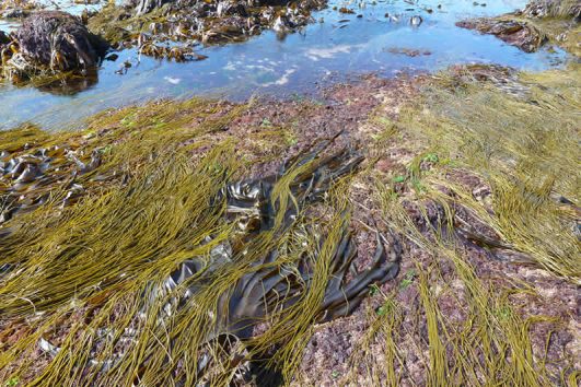 Seaweed course Inishmore