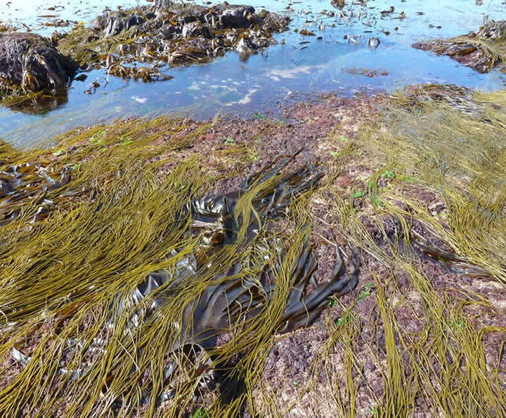 Seaweed course Inishmore