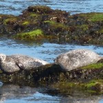 Seehundplatz, Inishmore