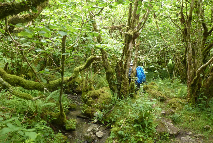 Holy Well, Burren