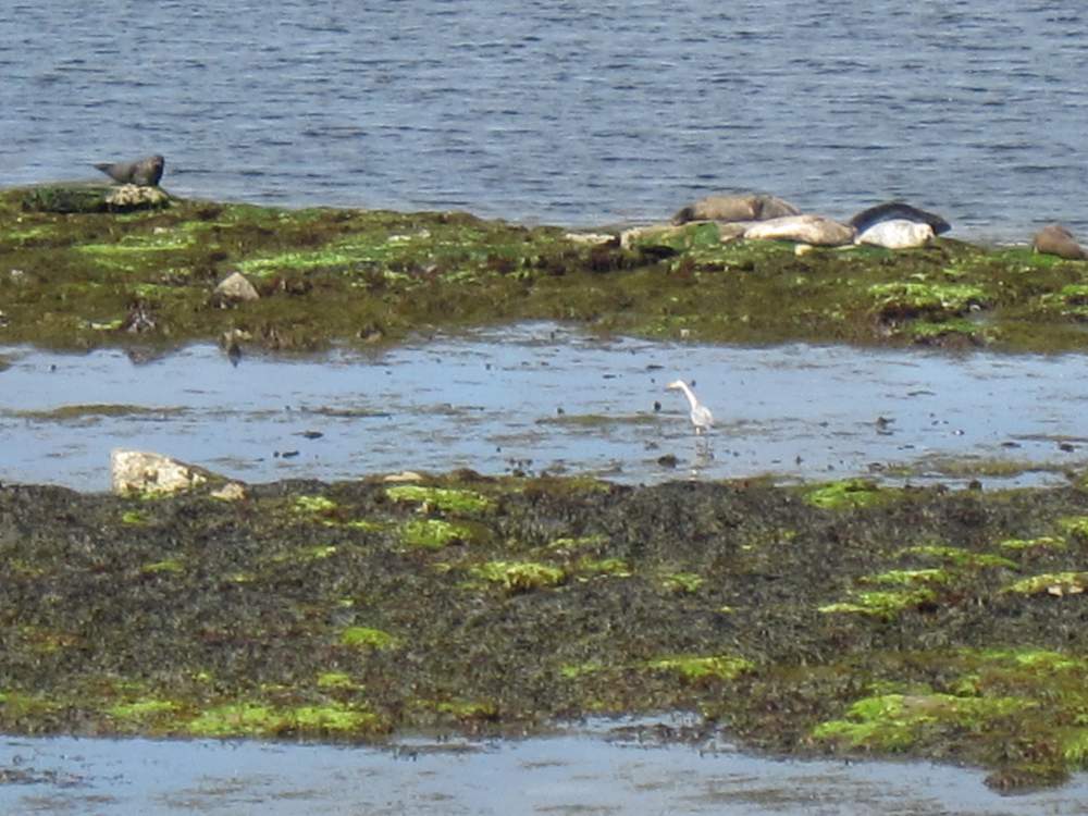 Seehundplatz Inis Mór