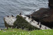 Mönche von Celtic Spirit, Skellig Michael Puffins