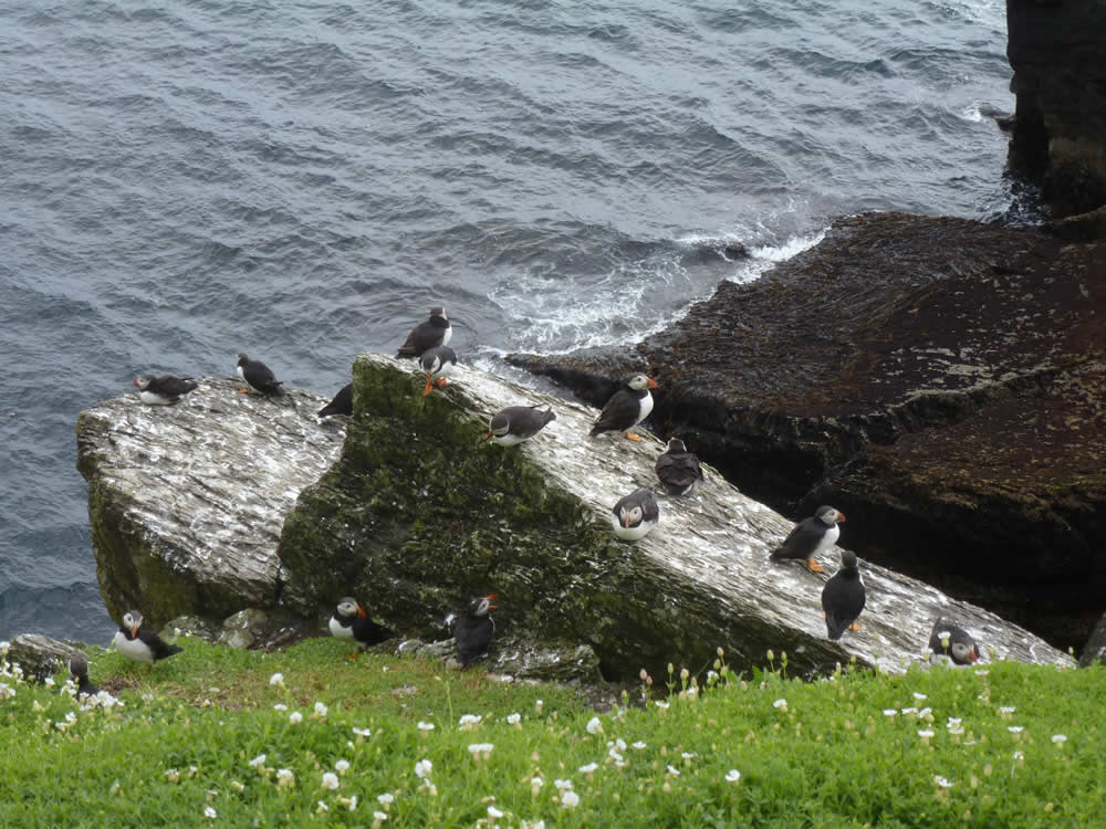 Puffins auf Skellig Michael