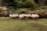Sheepfarm Connemara, Glen Keen, INselreise