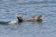 Inishmore, Aran Islands, Dun Seehunde, Inselreise