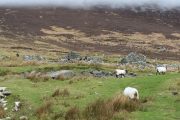 Connemara sheep
