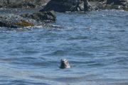 Inishbofin seal