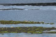 seals Inishmore